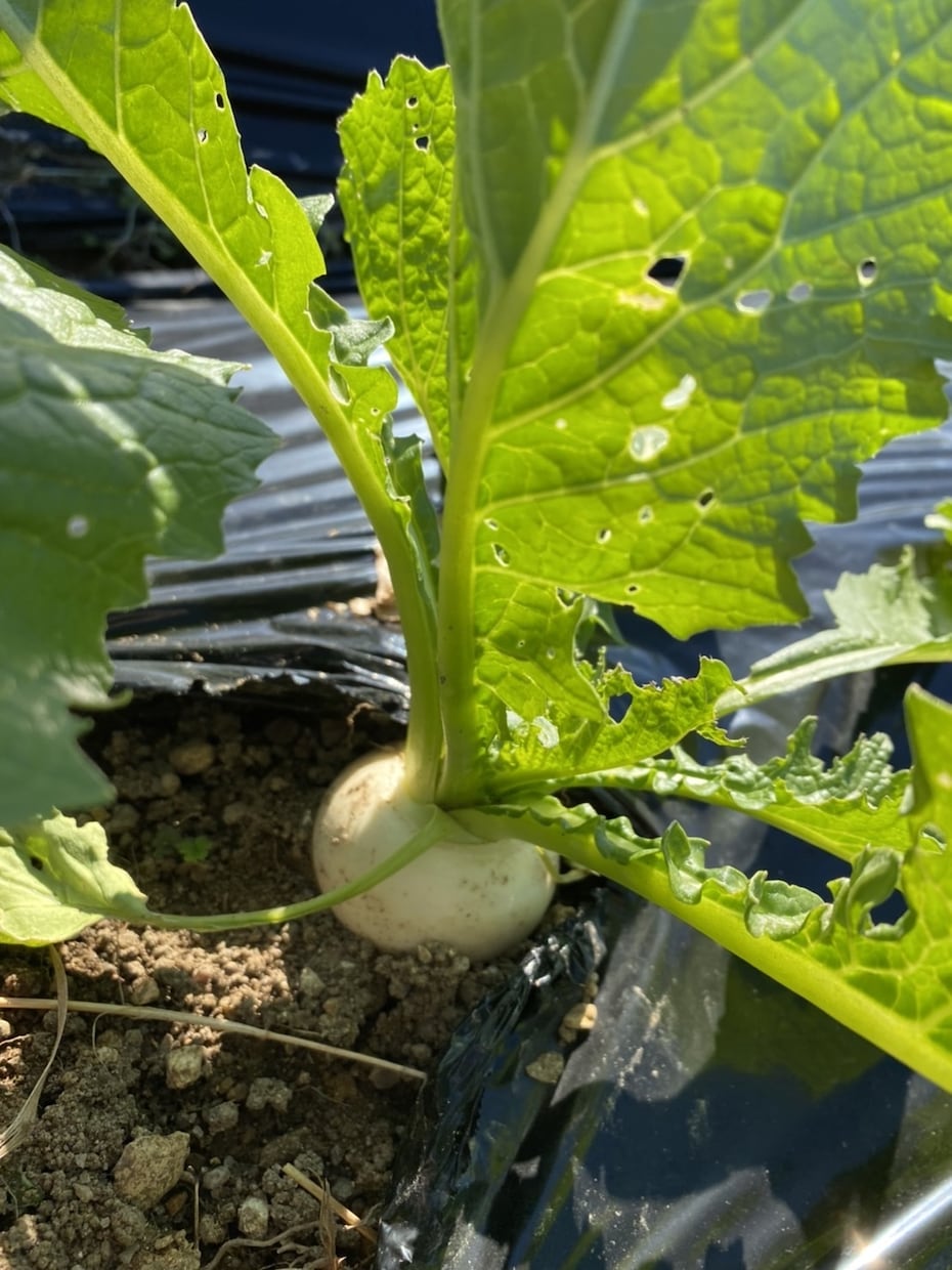 初めての家庭菜園でやるならこれ！相談のります ネットで調べたけど、うちの場合は、、、？サポートします！ イメージ5