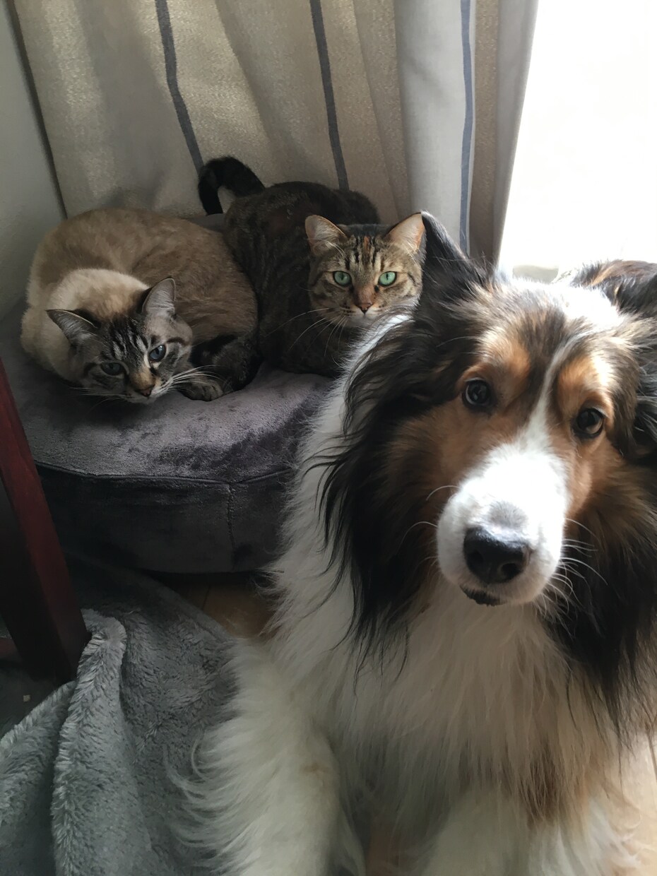 小動物臨床獣医師が大切なペットのお悩みに答えます 犬猫の飼い方やフードの相談などの気楽なことから病気のことまで イメージ1