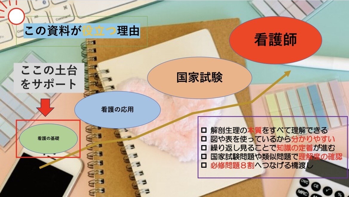 解剖生理でつまづかない！循環器の基礎を解説します 現役看護学生が教える解剖生理の最強の学び方を伝授します イメージ2