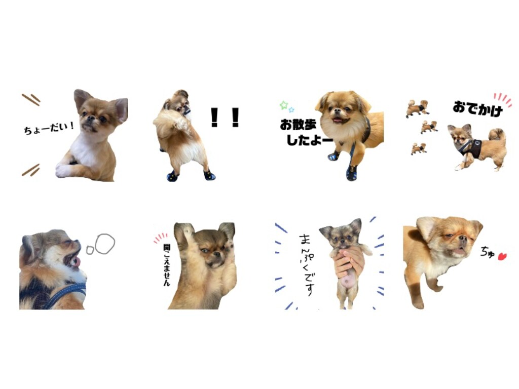 ペットスタンプ！カラフルなLINEスタンプ作ります 写真をアレンジ！手書きデザインの可愛いスタンプ！ イメージ5