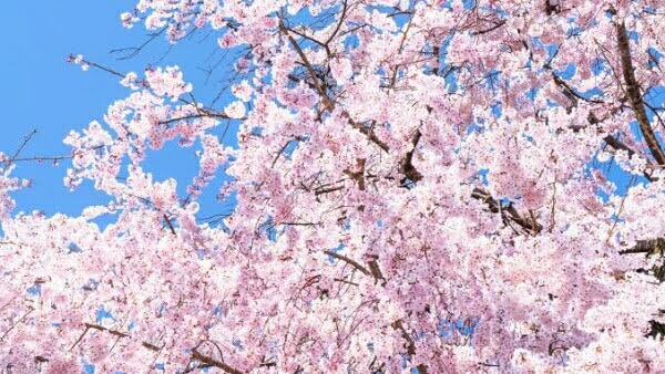 画像の加工（背景処理など）をします 素敵な画像をもっと素敵に！！！ イメージ1