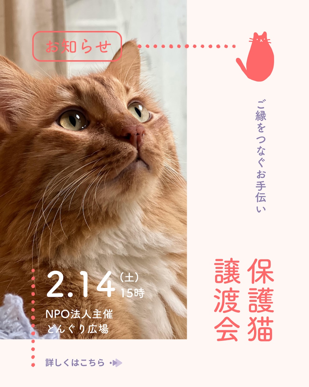 猫instagramの投稿や広告画像制作します ねこに特化！イメージに寄り添い丁寧にデザイン制作いたします！ イメージ7