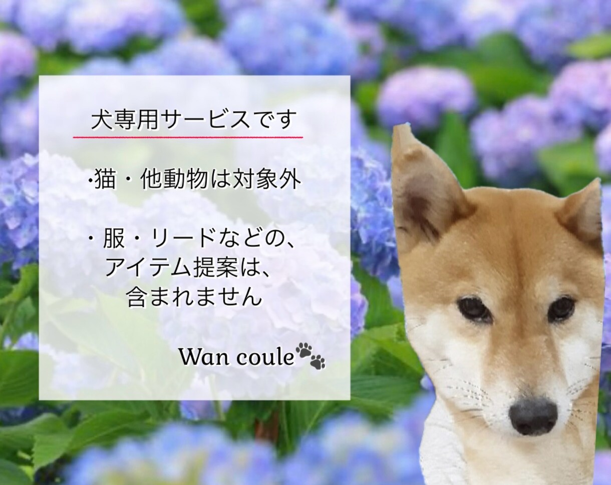 ペット（犬専門）パーソナルカラー診断します 犬パーソナルカラー診断の資格者が愛犬の魅力を色で引き出します イメージ8