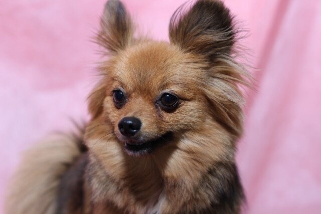 愛犬のしつけのお悩み解決お手伝いします トイレ・噛み癖・吠え癖などのお悩みの方に イメージ2