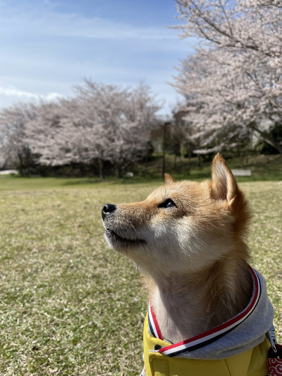 極小豆柴の写真を売ります 2歳の可愛い柴犬をお好みのアングルで撮ります！ イメージ3