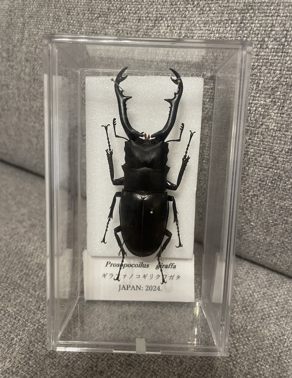 その夏の感動を、標本という宝物にします その昆虫には、物語がある。。。 イメージ1