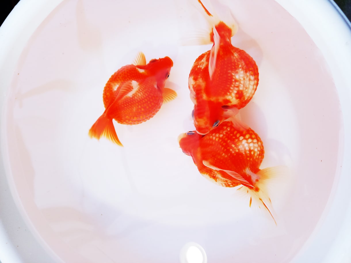 金魚の飼育、産卵、色揚げの方法など教えます 可愛い金魚のために出来る事、一緒に探してみませんか？ イメージ2