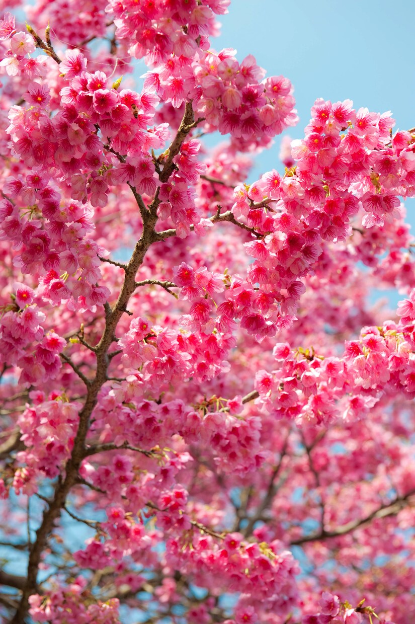 桜の写真を提供いたします 沖縄に咲く桜（ソメイヨシノ）と空のコラボレーション イメージ6