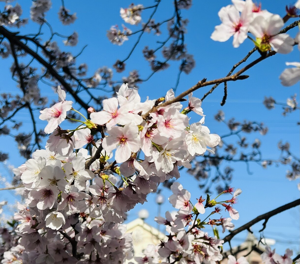 とても綺麗な風景の写真をお届けしますます 綺麗！可愛い！すてき！行った気になる！ イメージ1