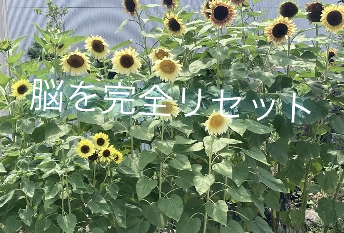効率のいい痩せ方教えます 意志も根性も関係ない。全てはダイエット知識だった。 イメージ5