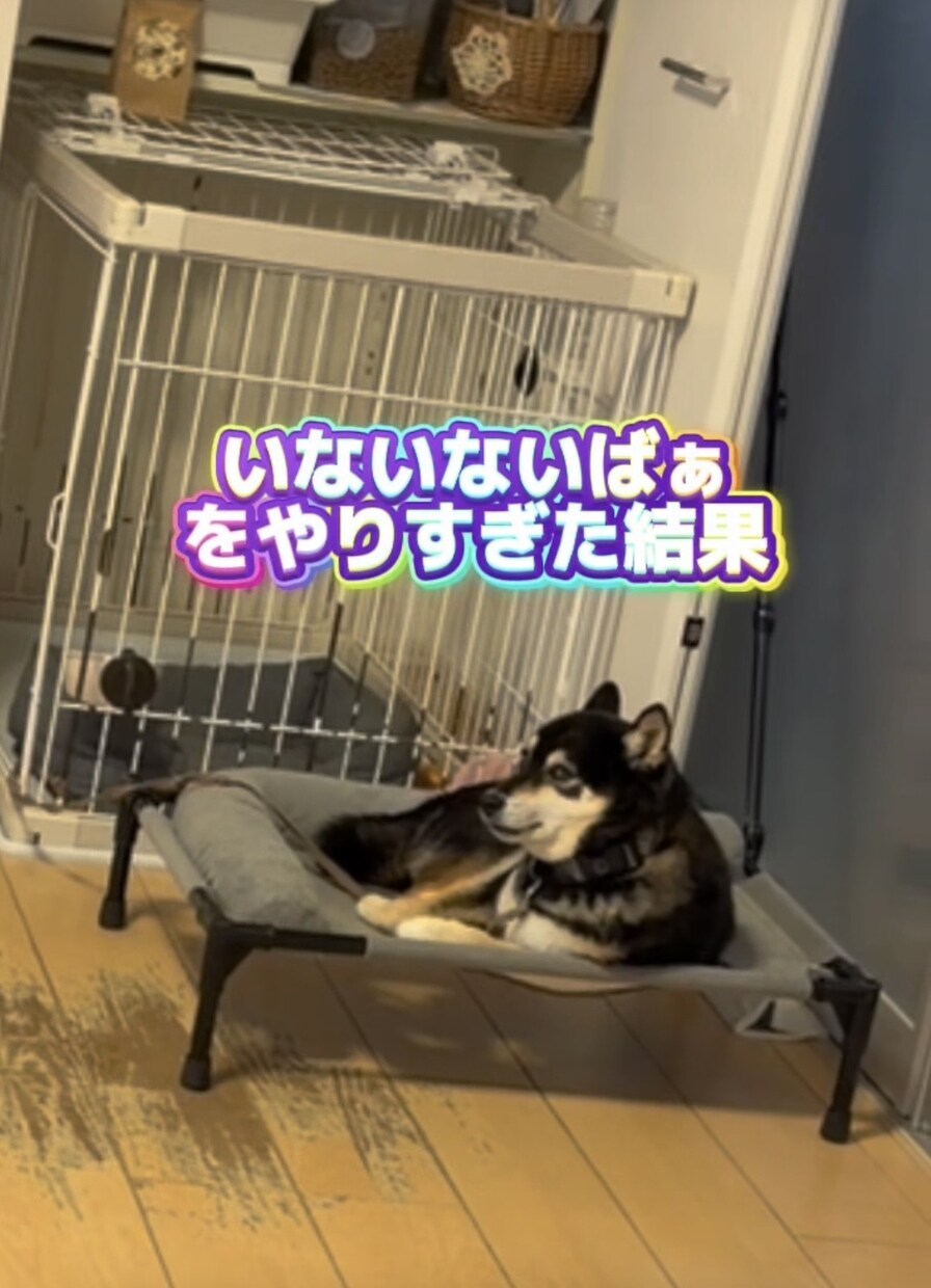 ペットのショート動画を編集します 犬や猫の動画をかわいく見やすく編集します イメージ1