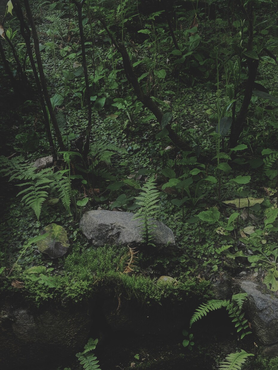 植物の育て方についてのご相談乗ります 植物のメンテナンス方法について困られてる方へ イメージ1