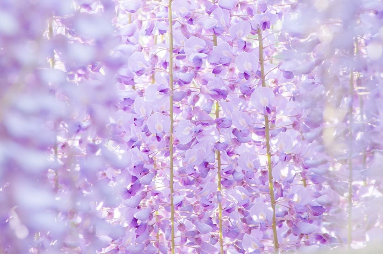 初級Photoshopを１から教えます Photoshopが無くてもほぼ同じ機能のサイトで教えます イメージ2