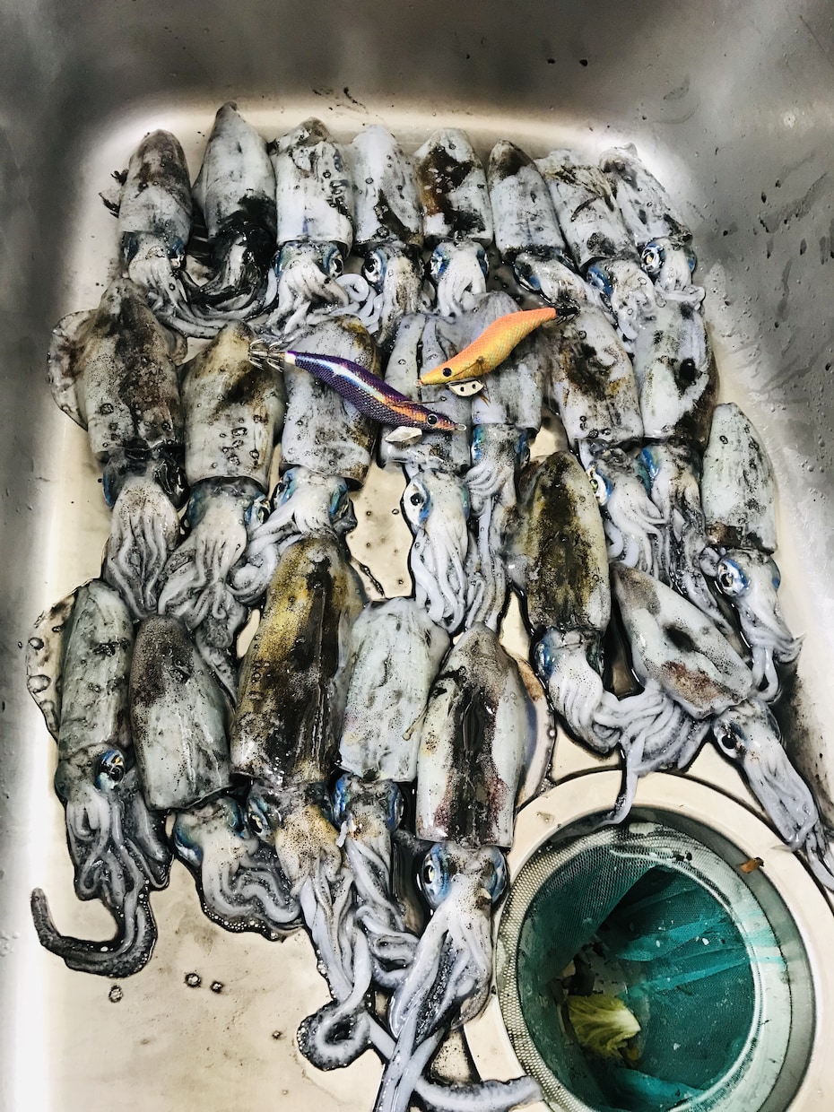 まず一杯アオリイカを釣るためのテクニック教えます 格安エギでも渋い日でもまず釣るためのテクニックです。 イメージ2