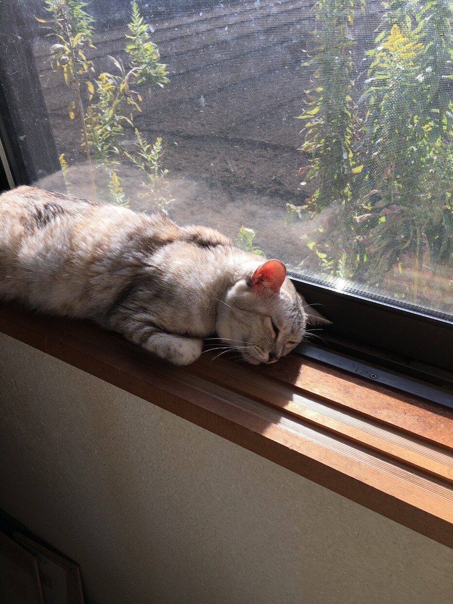 猫の飼い方がよくわからない貴方の助けに イメージ1