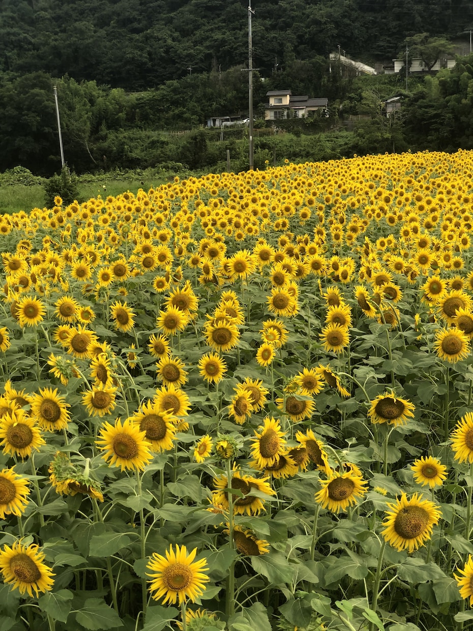 秘密厳守致します。何でも悩みお聴きします 少し話すだけで楽になる事があります。大勢の姓名鑑定してました イメージ2