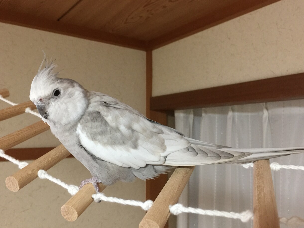 オカメインコの育て方についての相談にのります ヒナの育て方、繁殖のやり方、体重が増えない等の相談各種 イメージ3