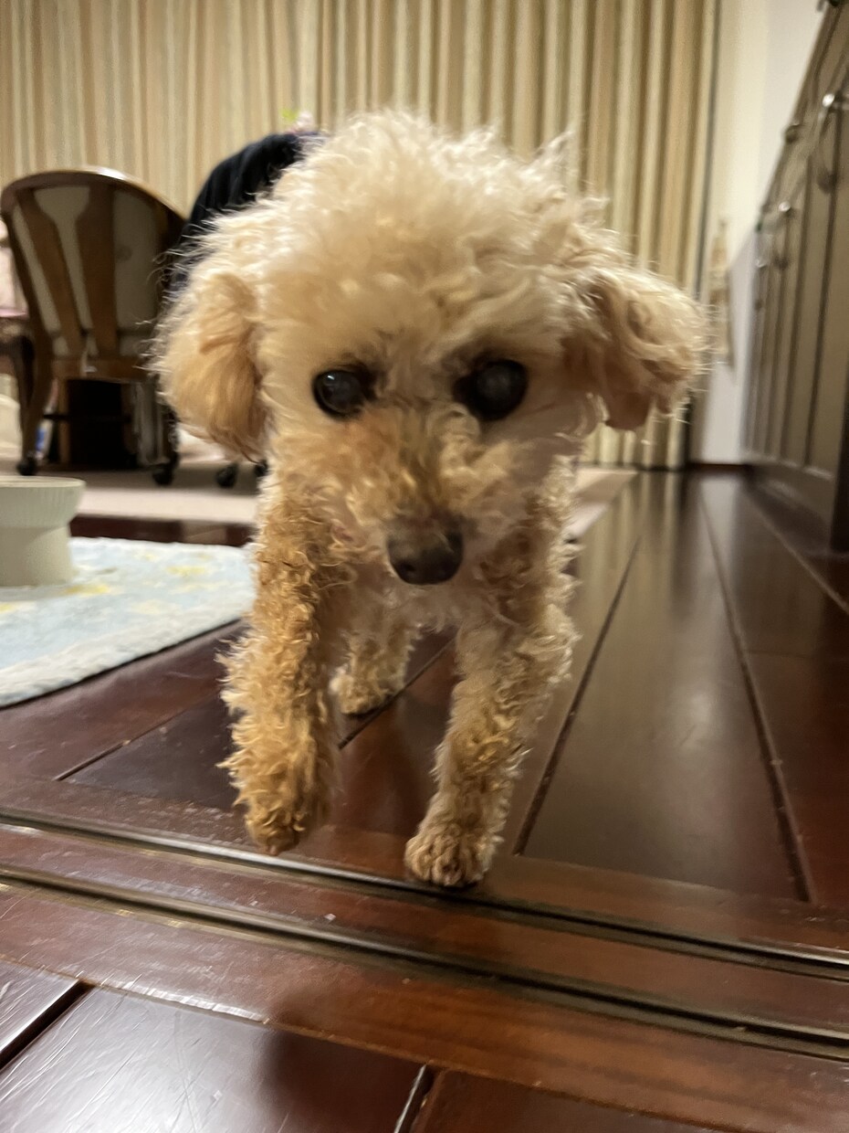 シニア犬の介護や子犬の躾、経験者が相談に乗ります パピー・シニア犬集まれ！愛犬との健康な毎日をサポートします！ イメージ1