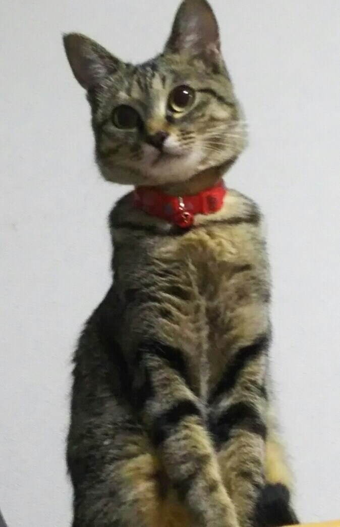 猫ちゃんをクレヨン、色鉛筆、水彩絵の具で描きます 雰囲気に合せた画材を使いA4の紙に描き額に入れて郵送します イメージ8