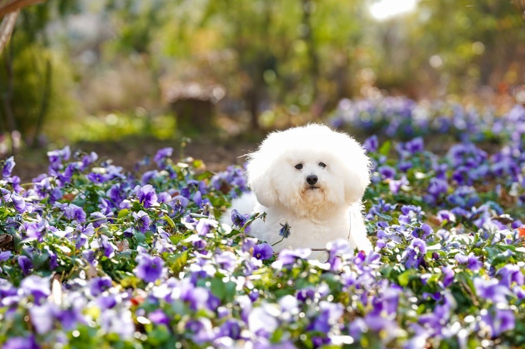 初心者歓迎♪愛犬写真のお悩みにプロがお答えします 愛犬カメラマン歴15年。設定や撮り方などアドバイスします！ イメージ3