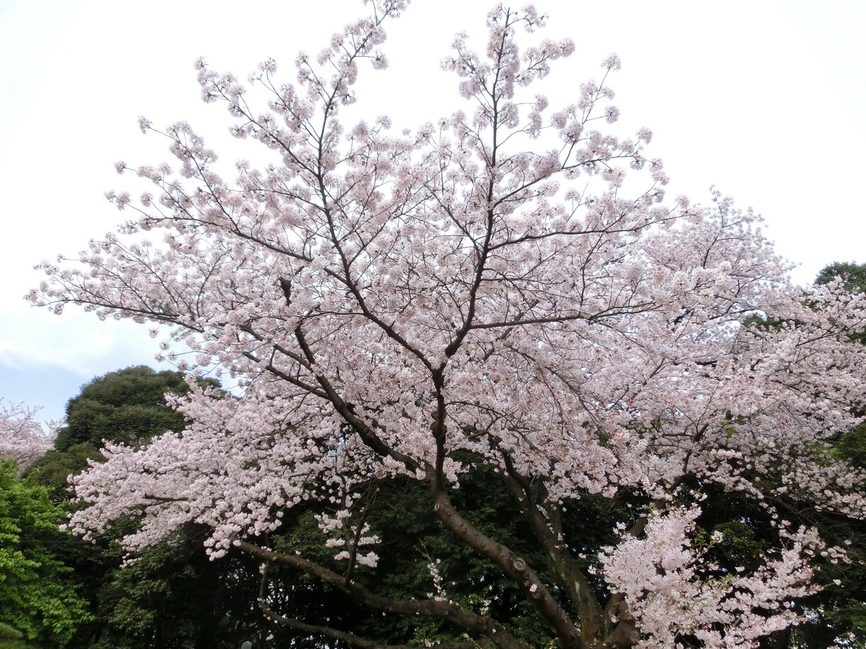 下克上受験の桜葉学園合格へのテクニック教えます 中学受験中のお子さんを持つ方へ イメージ1
