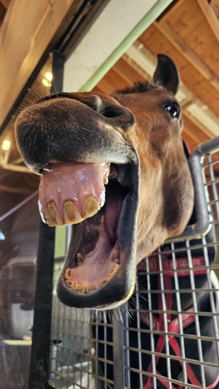 ダービー２頭出し１口馬主が推奨馬５頭を教えます 一口馬主で勝てる馬をキャロット・東サラの２クラブ限定で推奨！ イメージ3