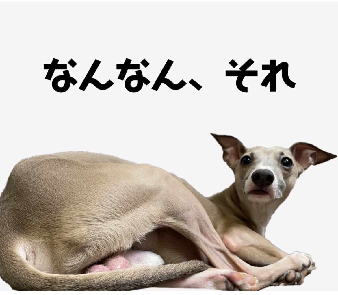 写真で愛犬、ペットのLINEスタンプを作成します ★40個まで値段統一★ 先着10名様までの特別価格！ イメージ3