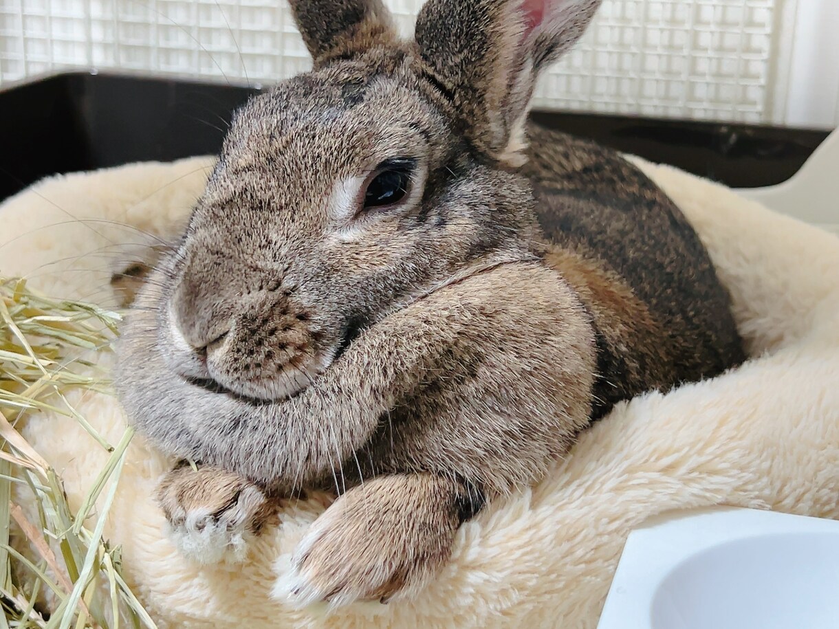 愛うさぎと仲良くなる方法を教えます 問題行動が少なく、表情豊かになります イメージ7