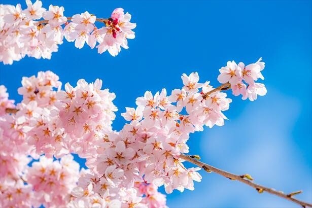 中学受験の学習方法や志望校の相談に乗ります 桜蔭出身, SAPIX元講師になんでもご相談ください！ イメージ1