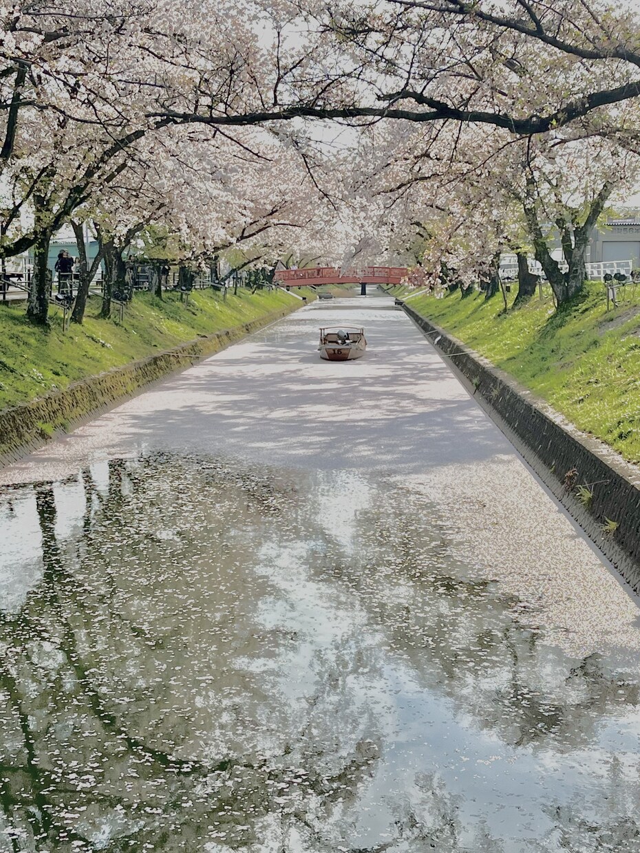 春の写真素材提供します 主に春を感じられる花々の写真を提供します イメージ2
