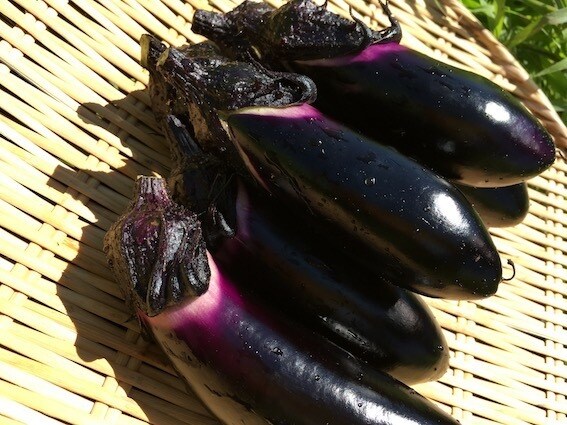 自然栽培・有機栽培による野菜の作り方を教えます 無農薬・無肥料又は有機肥料・固定種による野菜栽培を伝授 イメージ6