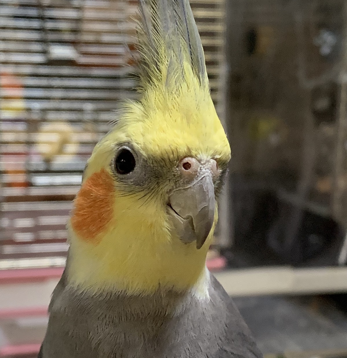 インコ/オウムの疑問に答えます 可愛いだけじゃなく、大変な面もきちんとお伝えします！ イメージ1
