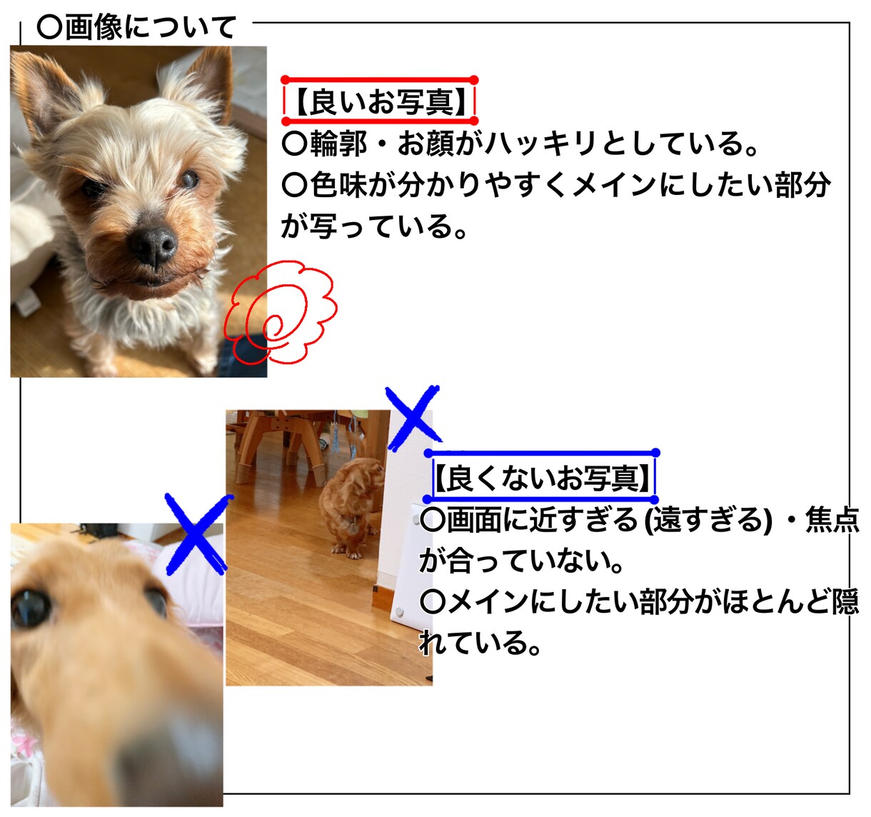 油絵で愛犬・愛猫をかわいく描きます 油絵の具特有の色味と存在感を用いた絵画制作をいたします。 イメージ6