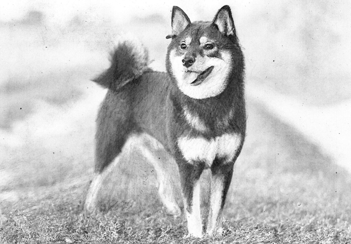 あなたの似顔絵ペット玄関風景何でも描きます 写真はあるけど絵はなかなか無いよね イメージ9