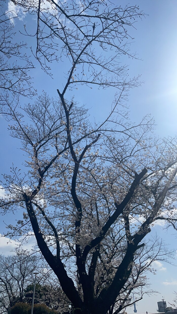 本音でお話下さいね♡心が軽くなるお手伝いをします 学生時代の淡い恋から大人な恋までなんでもお聞きします♡ イメージ1