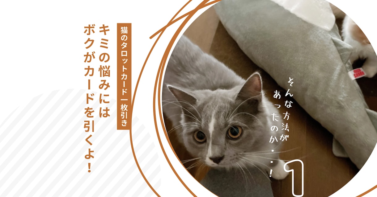 神秘的な猫達が、あなたにぴったりの1枚を選びます 猫の神秘的な直感が恋する心にやさしく光を灯します✴︎ イメージ2