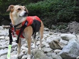 子供や犬と行く楽しい場所教えます 東京近郊のいろいろな子供や犬との遊び場を教えます イメージ2