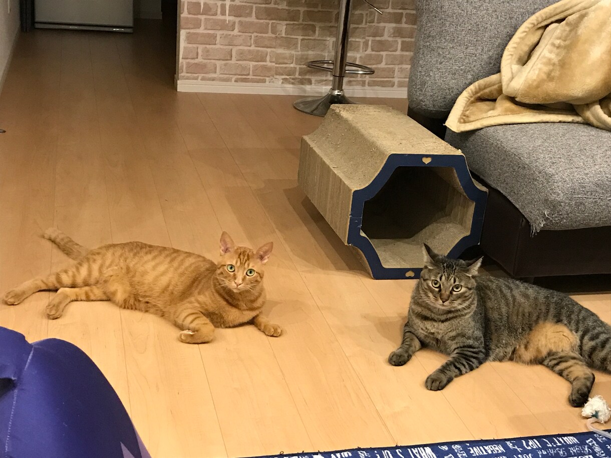 大好きな愛猫のことを記事にします 愛猫家の方や、亡くなった猫の思い出を残しておきたいときに。 イメージ1