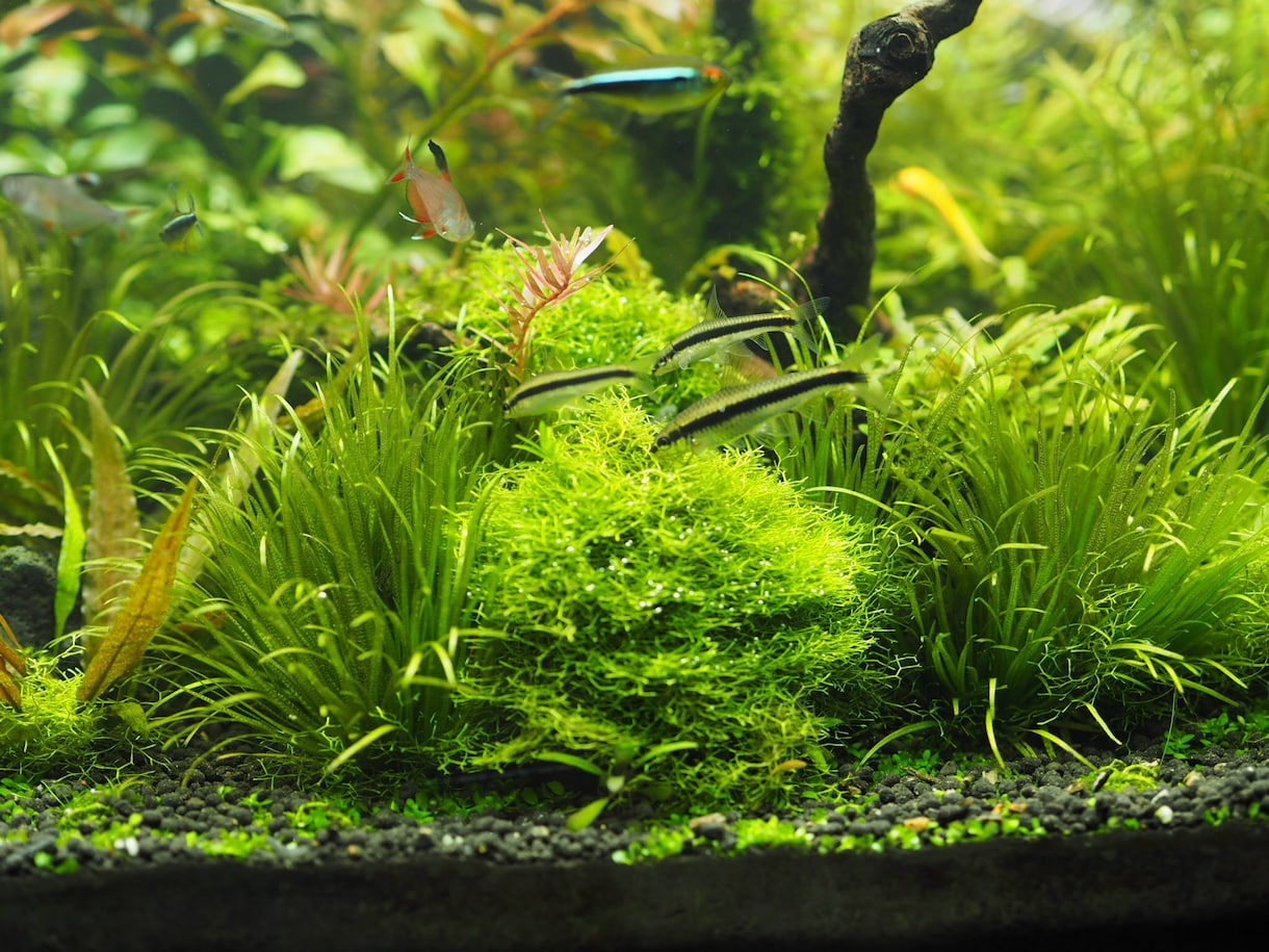 水草、メダカの育て方教えます 水草歴10年フリマアプリ販売数　年1万本 イメージ9