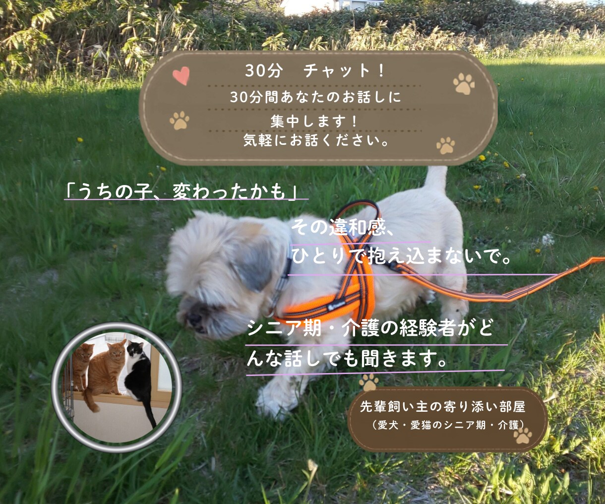 愛犬・愛猫を看取った経験者がシニア期の不安聴きます シニア期・介護の不安･･･。ひとりで抱え込まずお話ください イメージ1