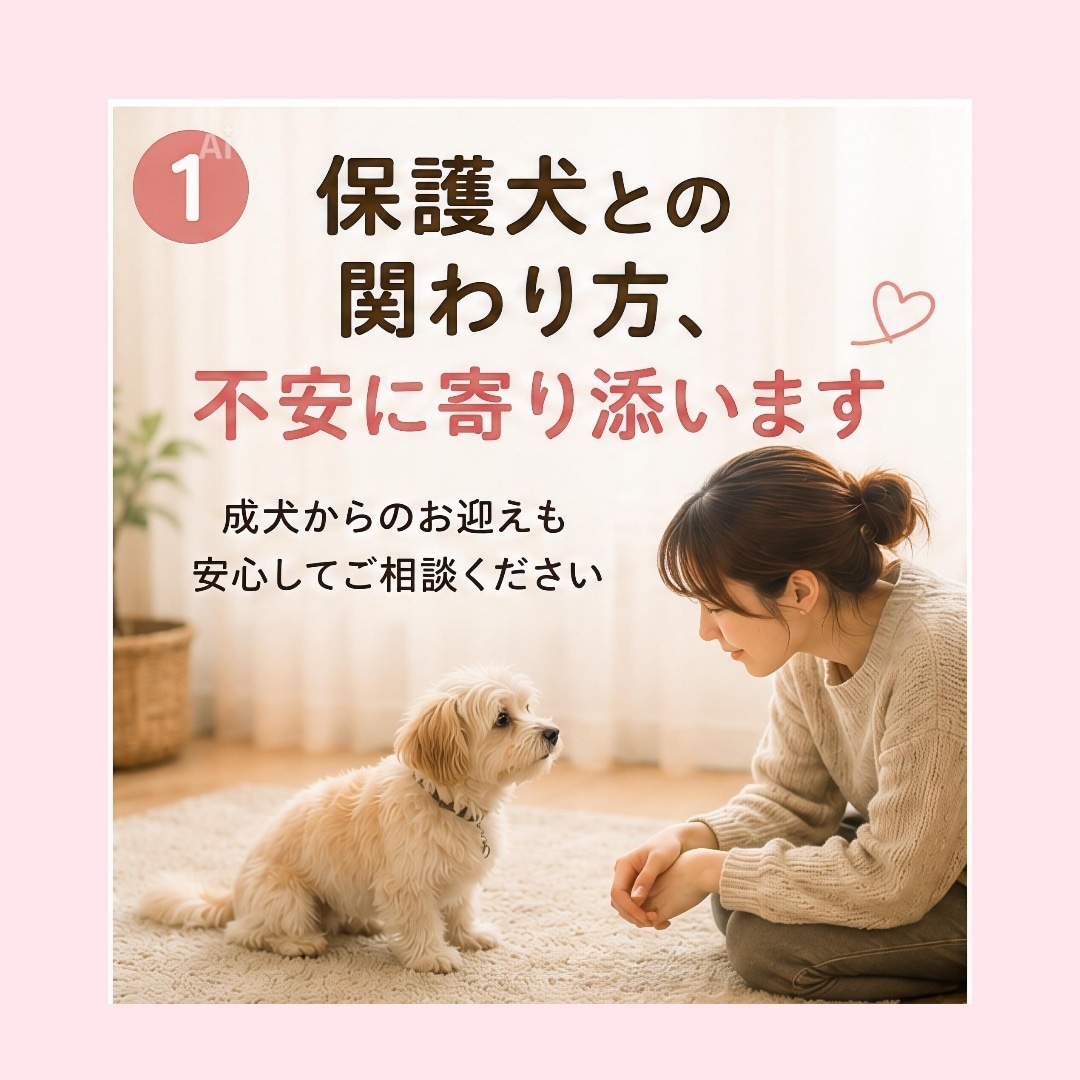 保護犬との暮らしを優しくサポートします 成犬からのお迎えも安心してご相談ください イメージ1