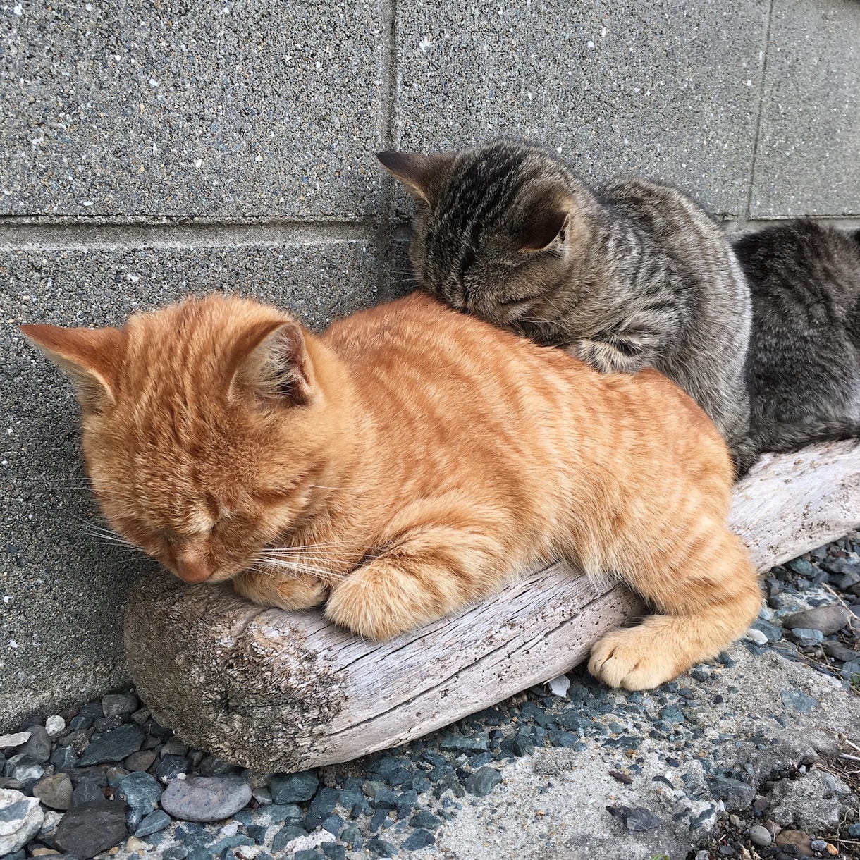 ペットシッターについてお教え（お伝え）します 現役ペットシッターがご相談にのりアドバイスさせて頂きます☆ イメージ5