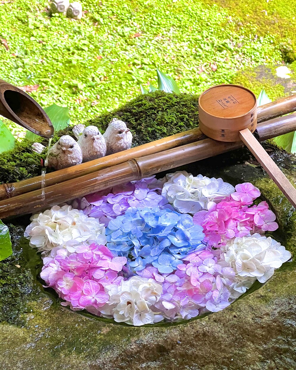 映える京都の旅プラン作成します 美しい景色や驚きの体験など映える旅を紹介します イメージ6