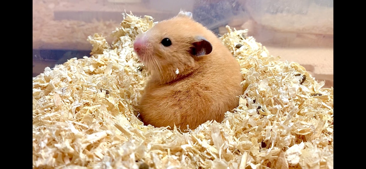 小動物を初めて飼う方、プロが一から教えます プロのペットショップ店員が小動物の飼育をサポート致します イメージ3