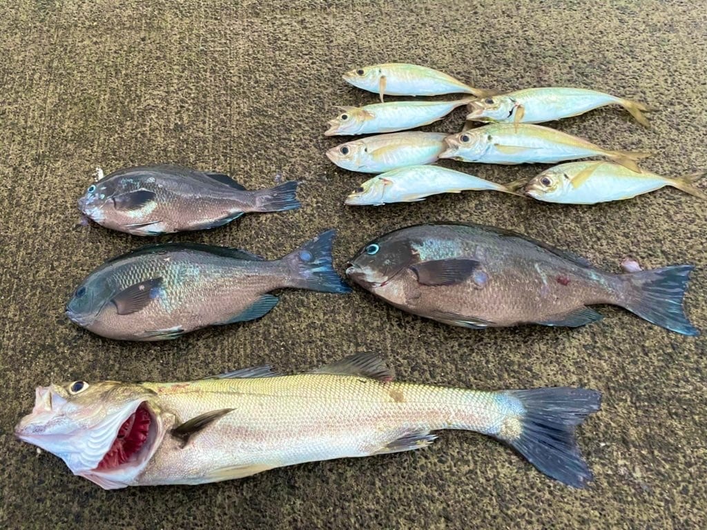 釣りに関する「あれこれ」相談乗ります 場所は？道具は？やり方は？どんな事でもご相談ください☆ イメージ5
