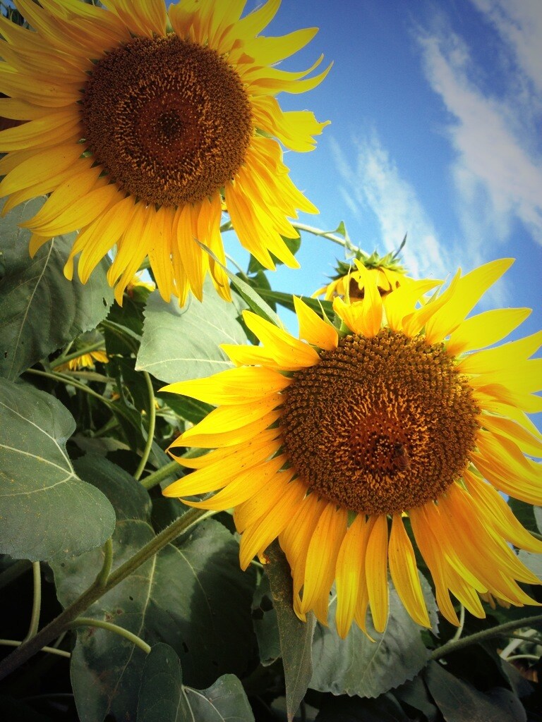 お花の写真メインで提供します お花、風景をメインに写真提供します。 イメージ4