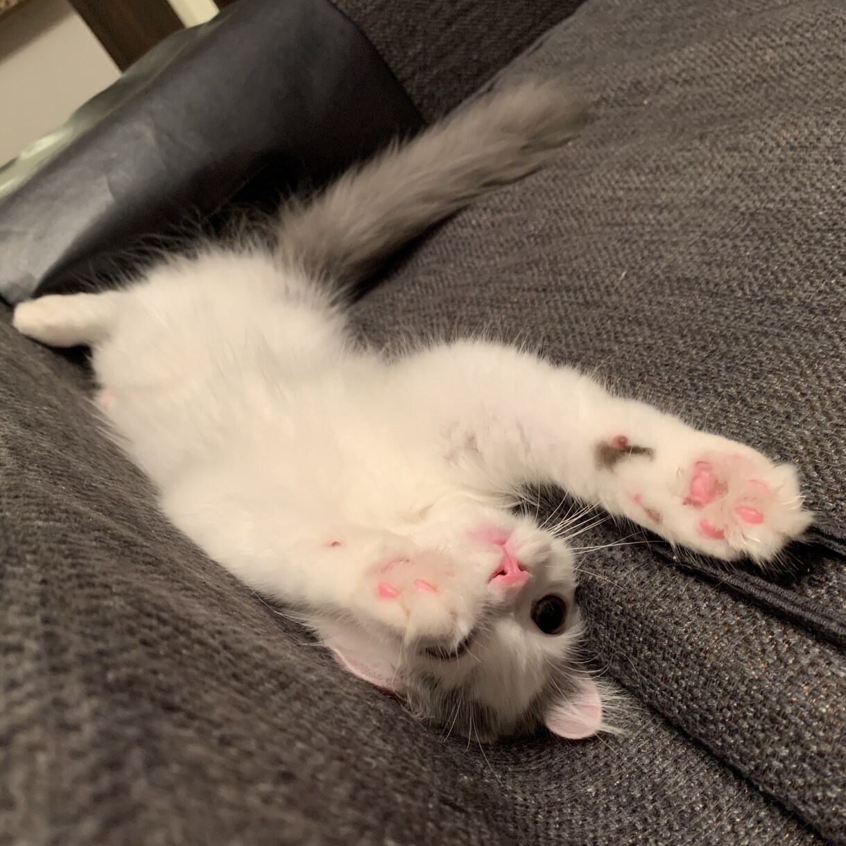 子猫(生後5ヶ月まで)の飼育質問にお答えします 「これって他の人はどうしてるんだろう、、？」の疑問に答えます イメージ3