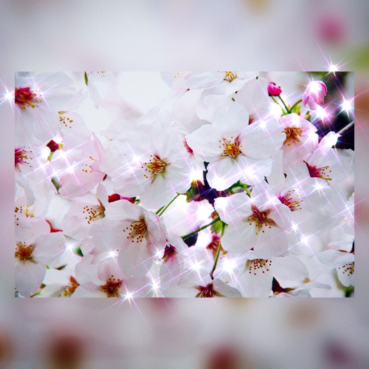 木花咲耶姫様♡桜花ヒーリングを伝授します 淡いピンクの光で力強いエネルギーサポートと愛の波動を感じます イメージ2