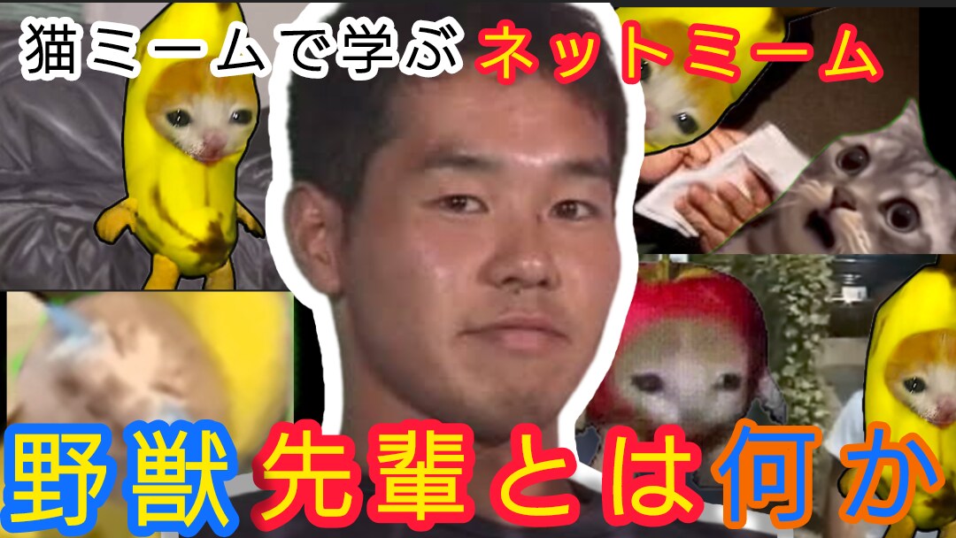 台本丸投げ、即日納品OK!猫ミーム動画作ります 即日納品希望の方はご依頼時に「即日納品希望」とお書きください イメージ3