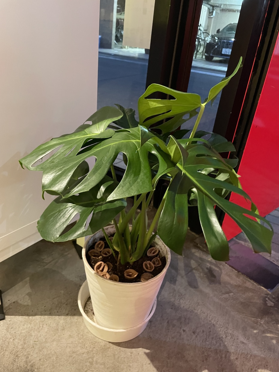 植物やエクステリアのお悩み解決します 造園•土木•農薬の資格保有！確かな知識でお悩みサポート イメージ2
